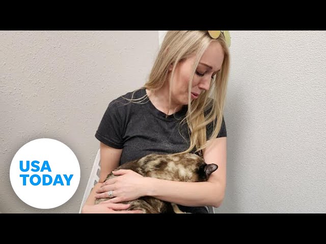 ⁣Curious cat travels over 600 miles in an Amazon box | USA TODAY