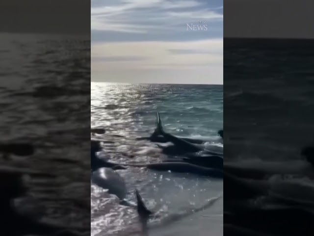 ⁣Over 100 pilot whales stranded on beach in Australia