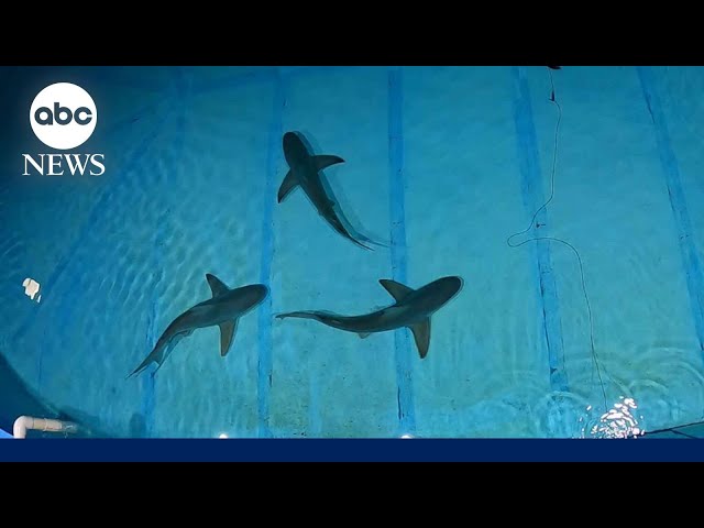 ⁣How researchers are experimenting with curbing human-shark interactions