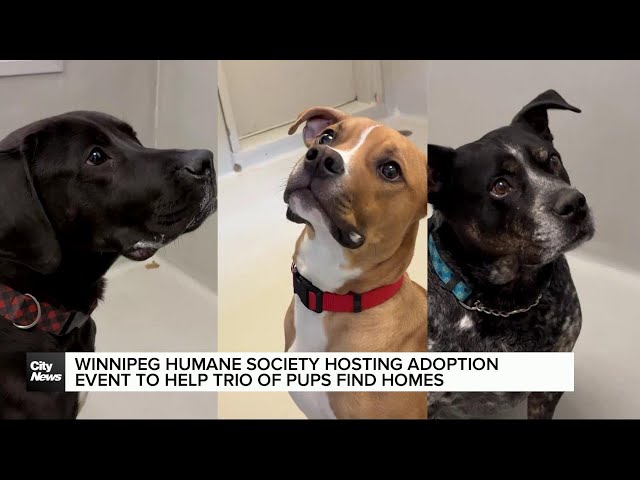 ⁣Winnipeg Humane Society hosting adoption event to ease capacity issues
