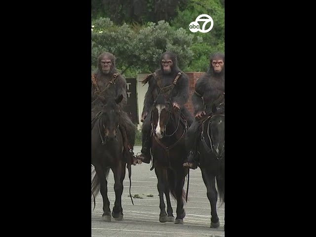 ⁣Horse-riding apes spotted in California to promote new movie