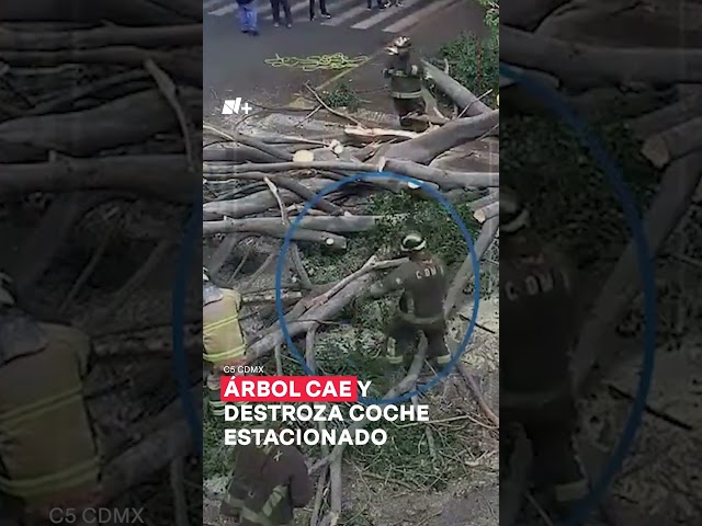 Árbol cae y destroza coche estacionado en la colonia Juárez - N+ #Shorts