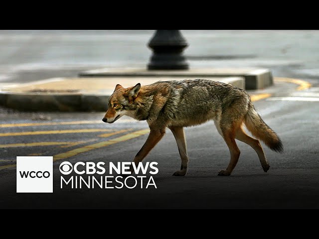 ⁣Coyote attacks dog at east metro nature preserve