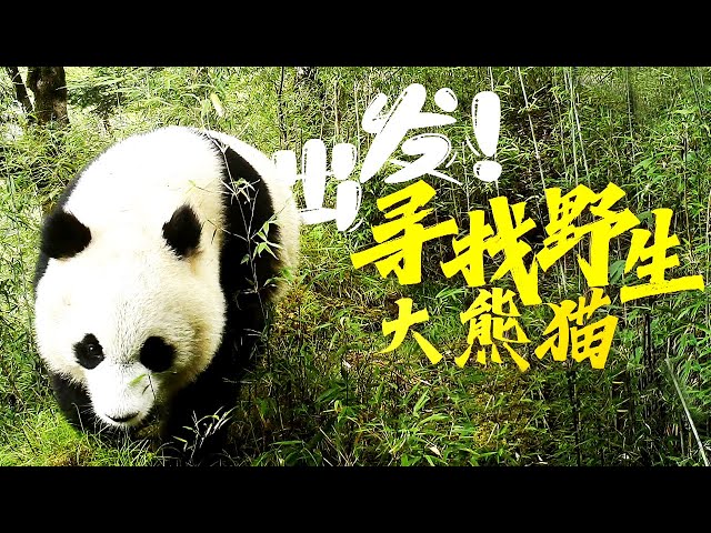 出发！寻找野生大熊猫
