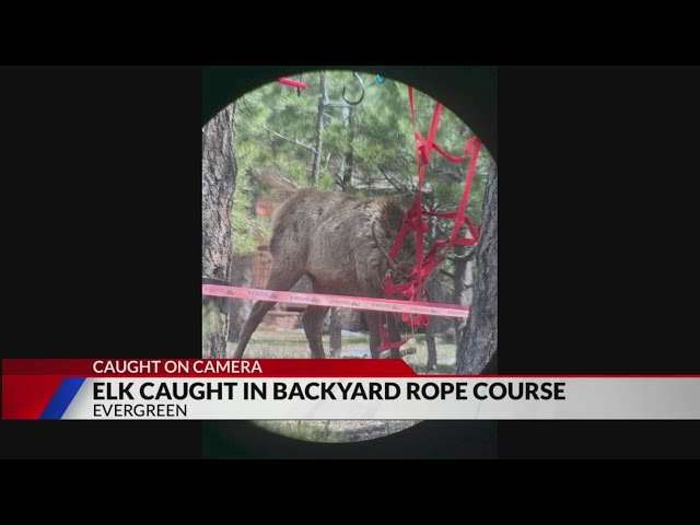 Caught on camera: Elk caught in rope course