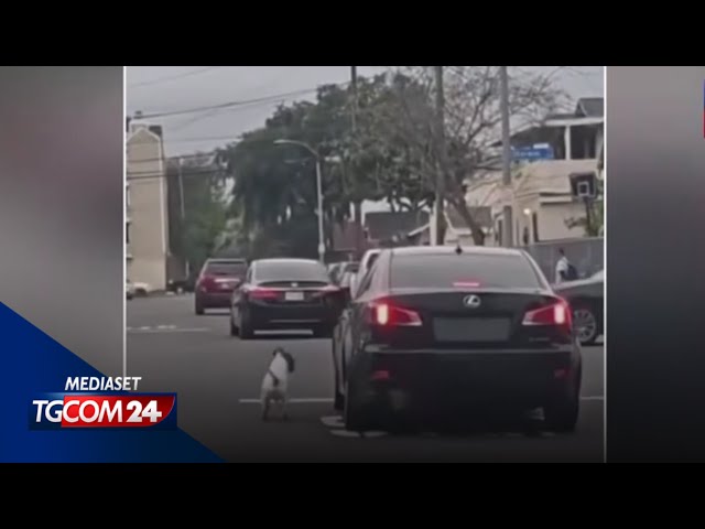 Lo straziante video del cane che insegue l'auto dei padroni che lo hanno abbandonato