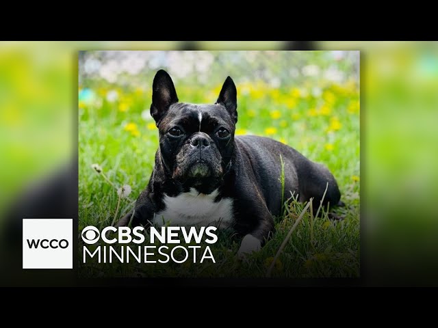 Police investigate St. Paul dognapping