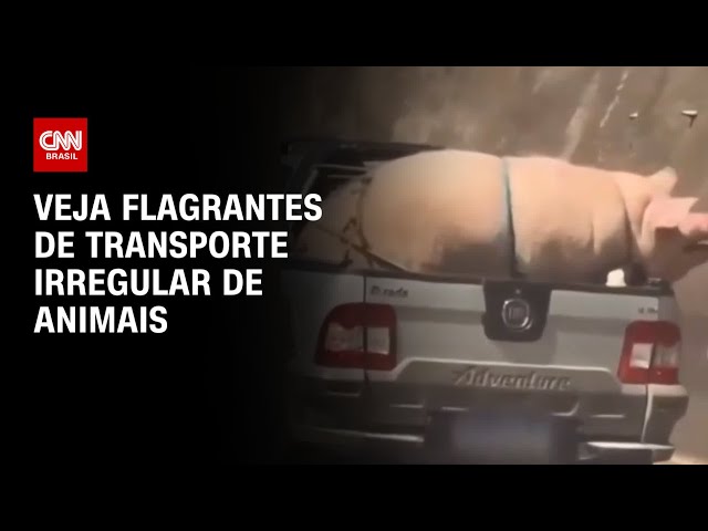 ⁣Veja flagrantes de transporte irregular de animais | LIVE CNN