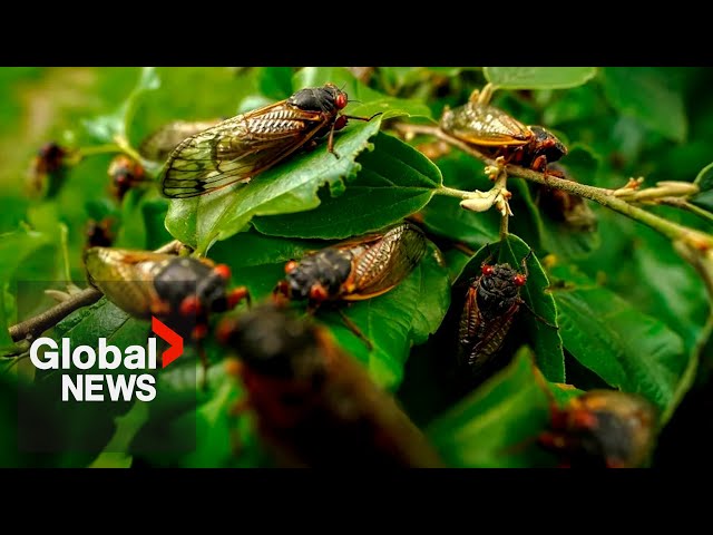 ⁣Trillions of cicadas start to emerge across US, some so loud residents are calling police