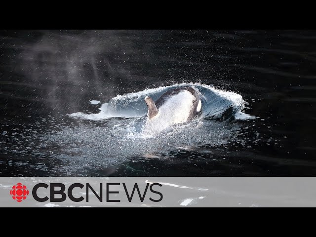 ⁣After being stranded for weeks, this orca calf swims free from B.C. lagoon