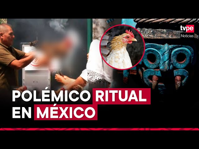 ⁣México: Senado transmite en vivo sacrificio de gallina en redes sociales
