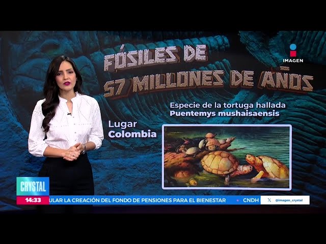 ⁣Descubren fósiles de tortugas gigantes en Colombia | Noticias con Crystal Mendivil