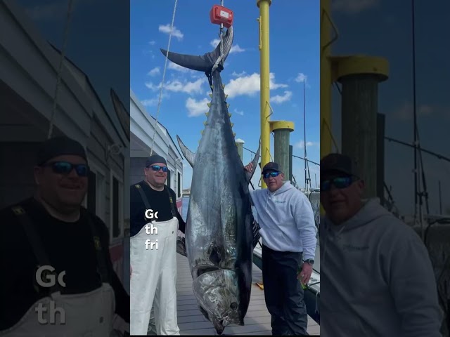 ⁣Fishermen off the coast of New Jersey landed a massive 718-pound bluefin tuna #Shorts