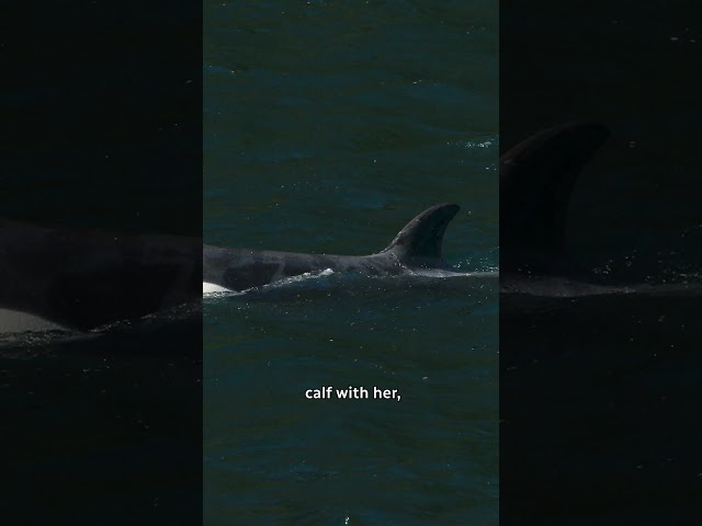 ⁣Orca calf frees herself after weeks of being stuck in a lagoon