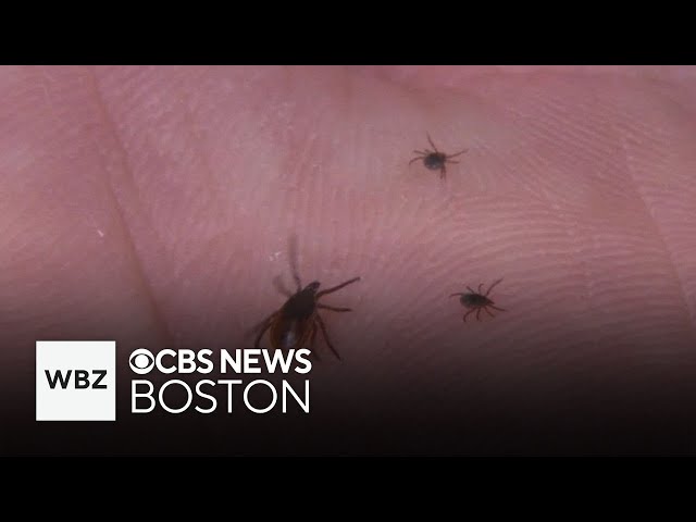⁣In a year expected to be one of the worst for ticks, Powassan virus found in Sharon