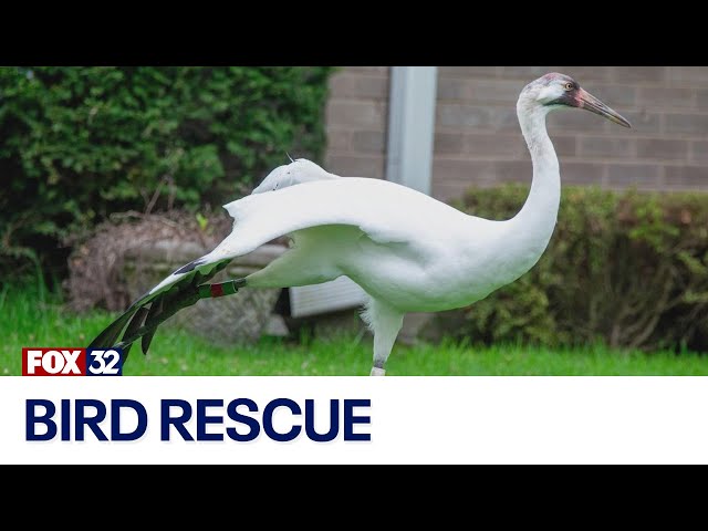 ⁣Rare whooping crane strays into Chicago suburb