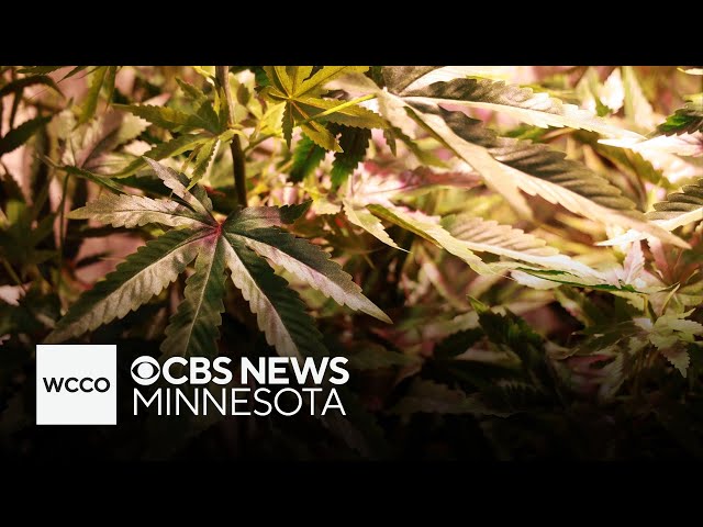 ⁣Cannabis vendors flock to Minneapolis "lucky leaf" expo