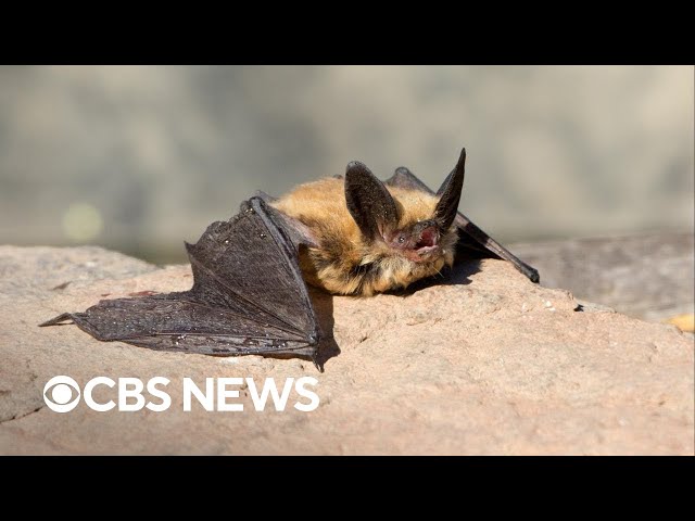⁣Why bats are vital to the ecosystem