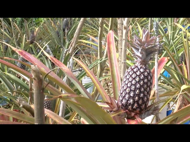 ⁣Farmer working to grow interest in pineapple farming