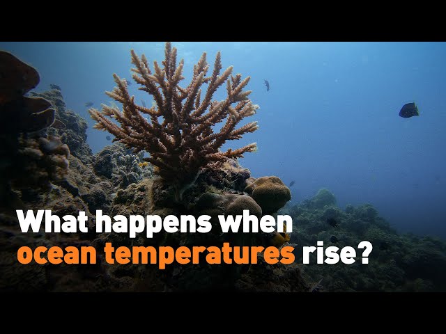 ⁣What happens when ocean temperatures rise?