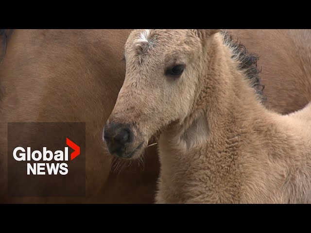 ⁣Rare Ojibwe spirit horse birth sparks excitement at Canadian farm