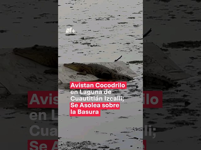 ⁣Avistan cocodrilo en laguna de Cuautitlán-Izcalli - N+ #Shorts