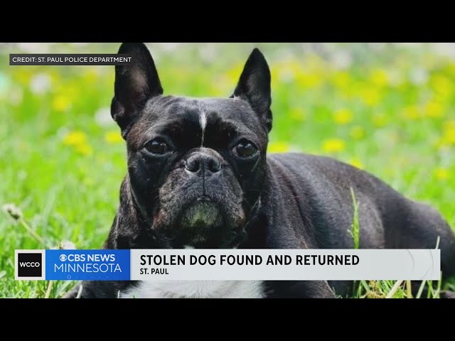 ⁣Stolen dog found safe and returned to owner