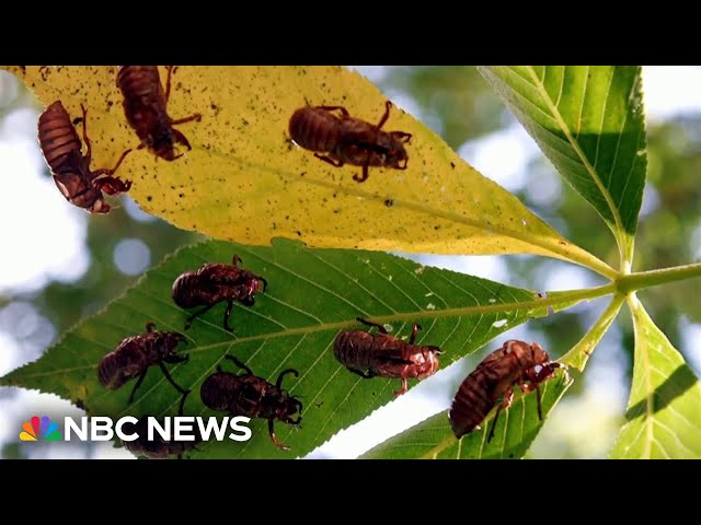 ⁣South Carolina residents calling police over noisy cicadas
