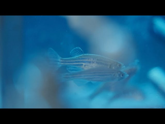 ⁣Zebrafish enter China Space Station, in stable condition