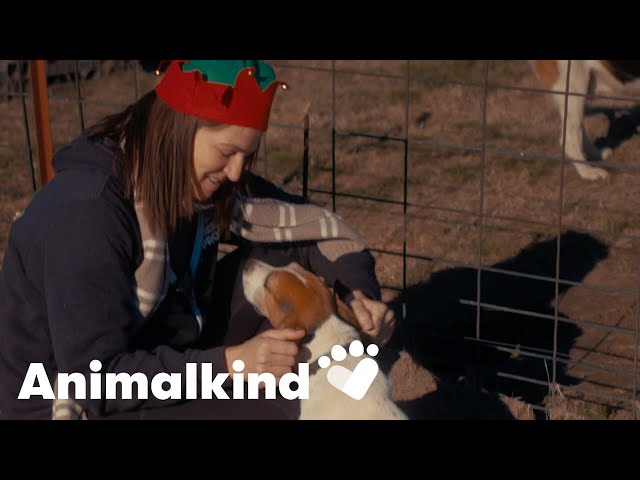 ⁣Watch a former animal testing lab transform into an animal sanctuary | Animalkind