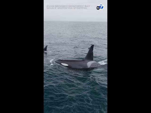 Orcas delight whale watchers off California coast