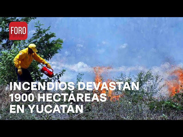 ⁣Brigadistas combaten 2 incendios forestales en Yucatán - Las Noticias