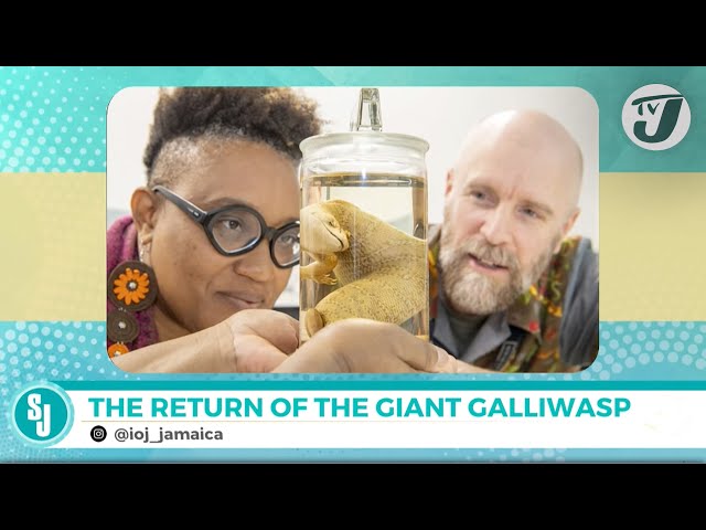 ⁣The Return of the Giant Galliwasp to Jamaica | TVJ Smile Jamaica