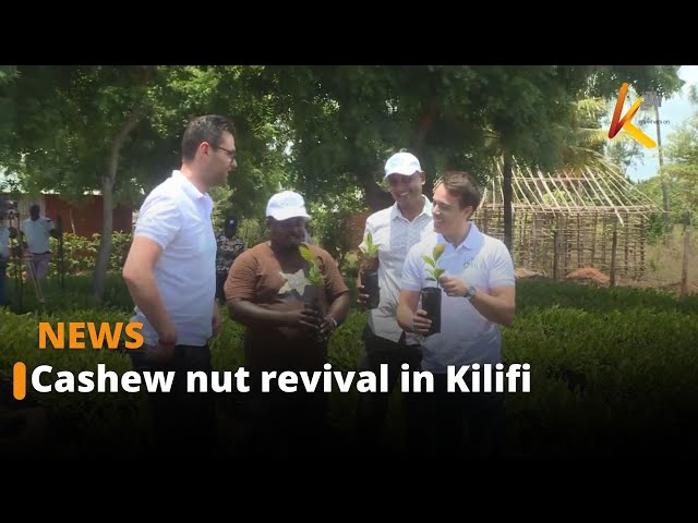 ⁣Cashew nut farming in Kilifi county is set to bounce back