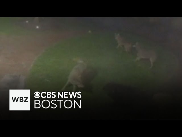 ⁣Video shows dog fighting off pack of coyotes at Massachusetts home