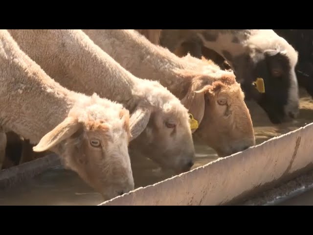 ⁣Дегересскую породу овец пытаются сохранить в Казахстане