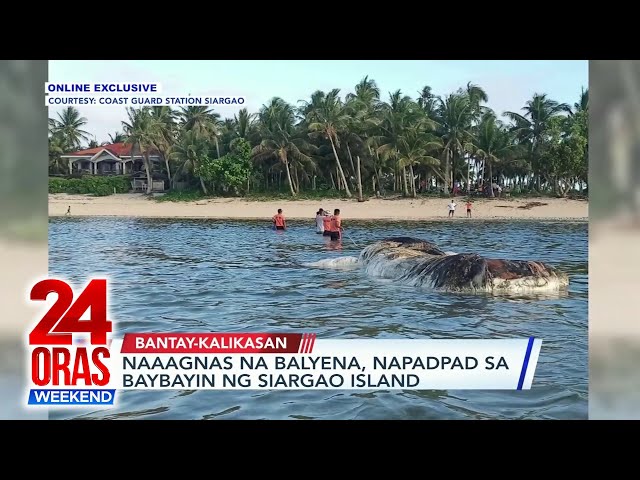 ⁣Naaagnas na balyena, napadpad sa baybayin ng Siargao Island | 24 Oras Weekend