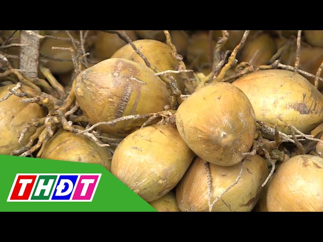Dừa tươi tăng giá mùa nắng nóng | THDT