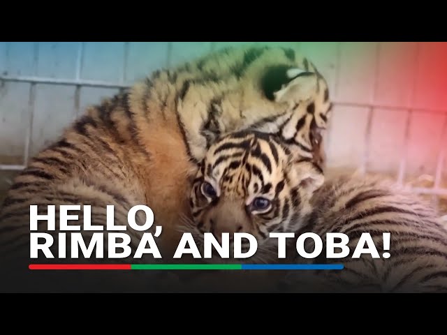 ⁣French zoo welcomes Sumatran tiger cubs