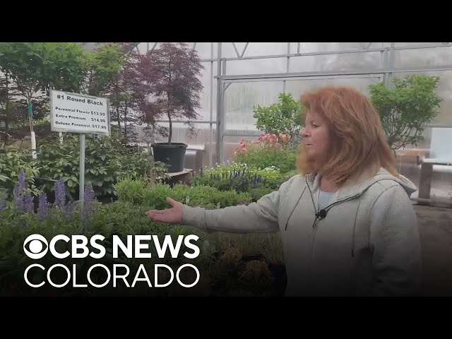 Snow harmed but didn't ruin flowers, Colorado florists say