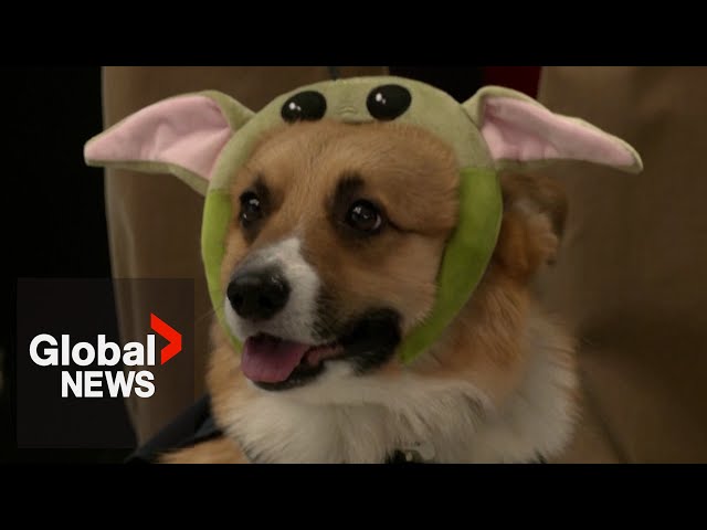 ⁣The power of the bark side: Corgis celebrate Star Wars in-costume at Moscow exhibition