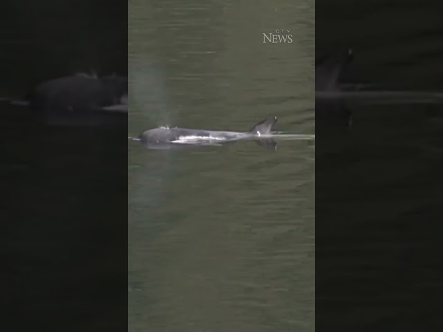 ⁣Orca calf that was trapped in B.C. lagoon for weeks swims free
