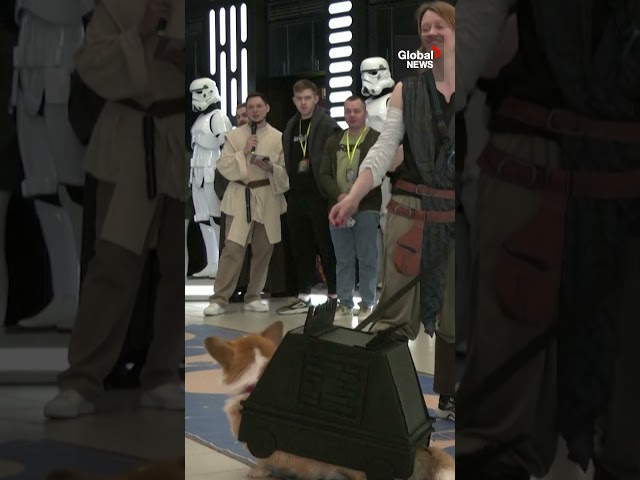 ⁣The power of the bark side: Corgis celebrate Star Wars in-costume at Moscow exhibition ‍