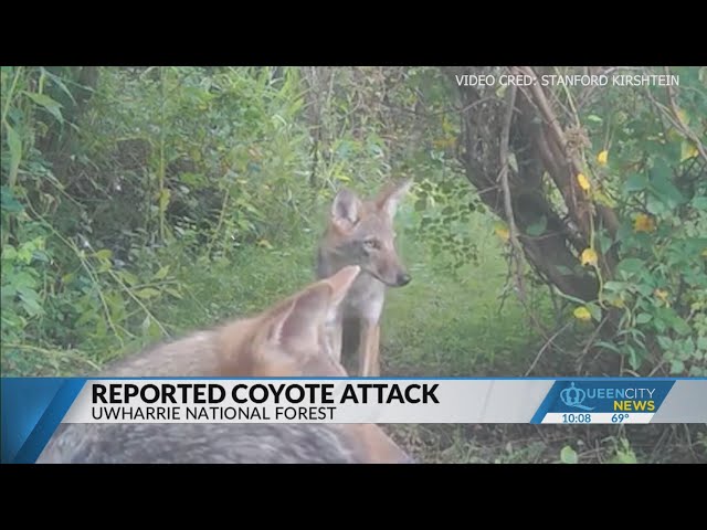 ⁣Coyote attack reported in Uwharrie Ntl. Forest