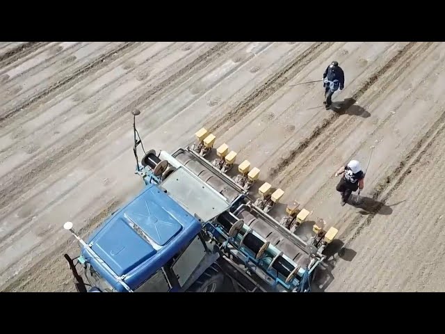 ⁣GLOBALink | Smart cotton planting in China's Xinjiang