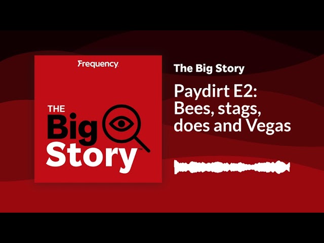 ⁣Paydirt E2: Bees, stags, does and Vegas | The Big Story