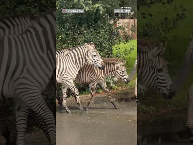 ⁣Zebras run loose on I-90 in Washington