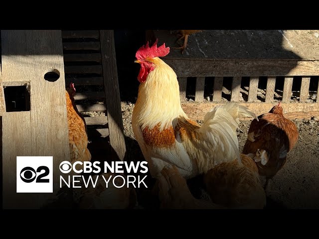 Is bird flu the next pandemic? Doctor explains what to know.