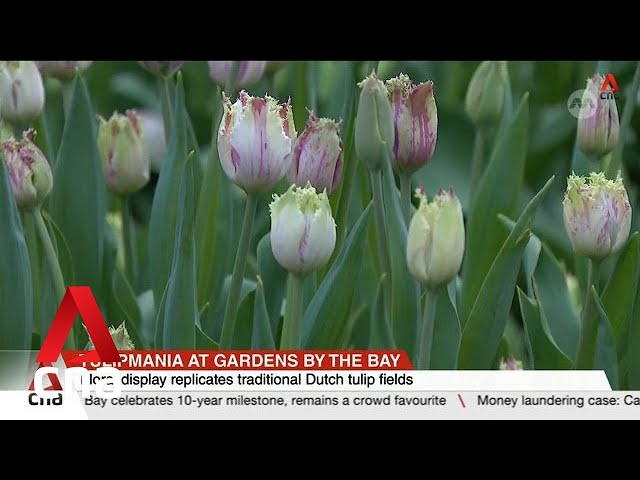 ⁣Tulipmania at Gardens by the Bay celebrates 10-year milestone, on display until 26 May
