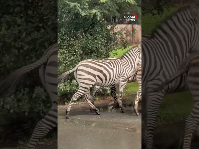 ⁣Zebras hoof it out of trailer, run loose on Washington highway 